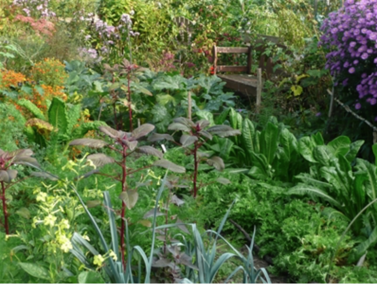 permacultuur groentetuin