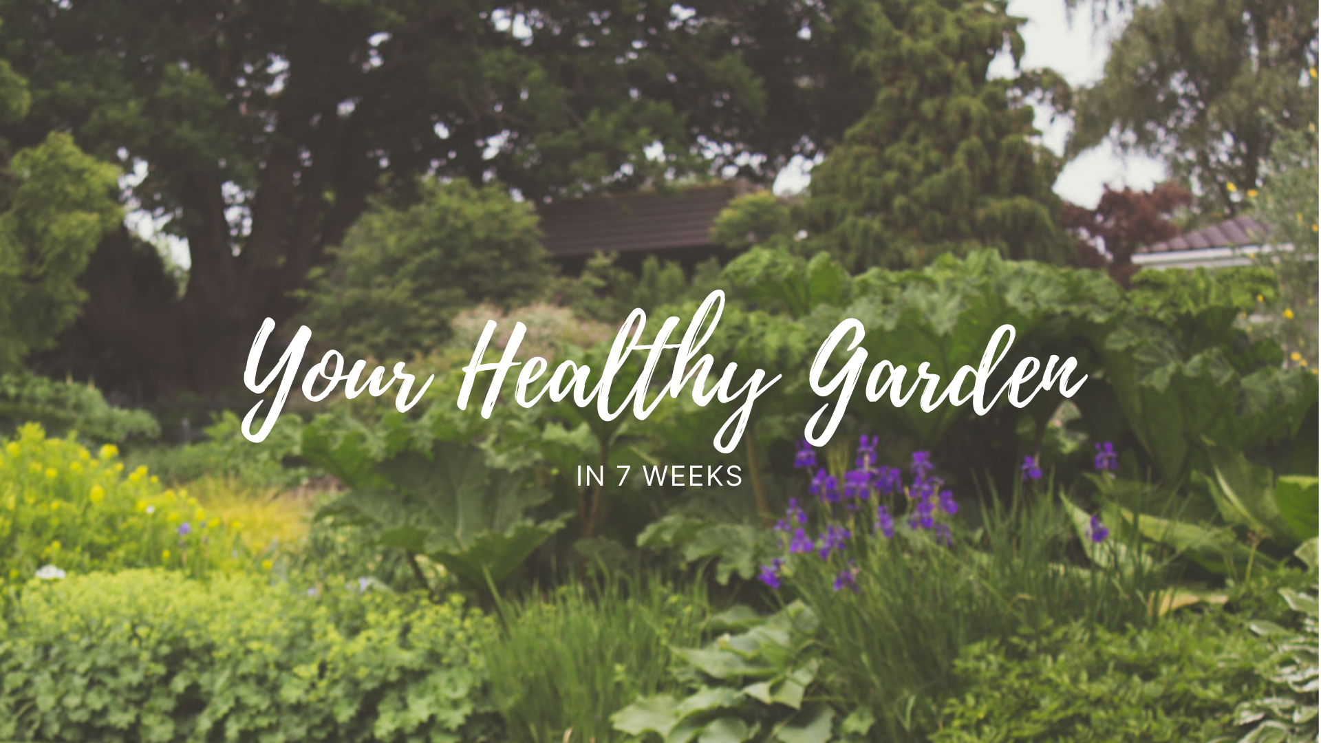 Your-Healthy-Garden-in-7-weeks_Studio-van-der-Park_living_garden_nature-abundance-forestgarden-permaculture-biodiversity