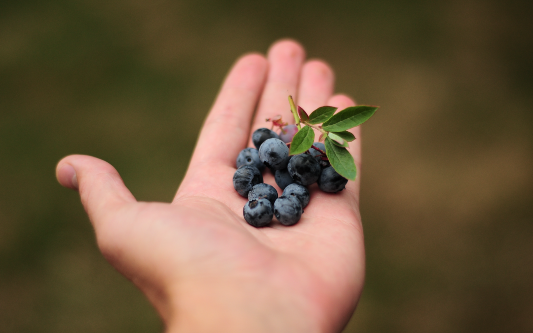 blauwe bes in hand