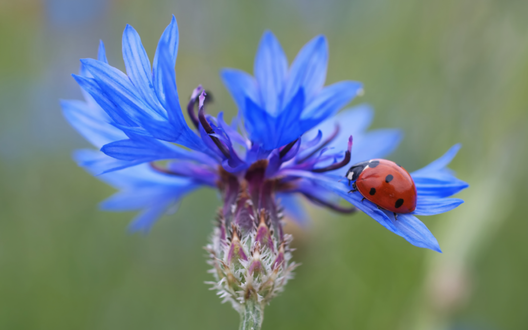 korenbloem_your healthy garden