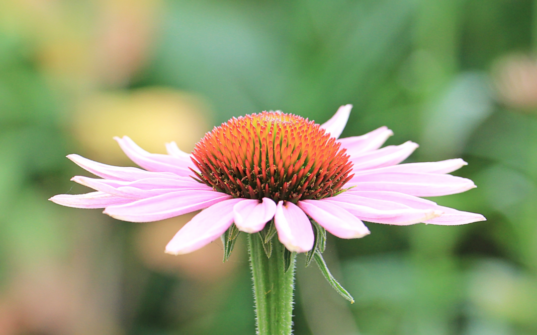 zonnehoed, echinacea